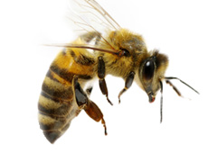 Bee Control Removal and Conservation
