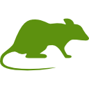 Rats Rats