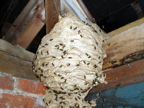 Wasps Nest Removal in loft, Shed, Garage, House in Braintree