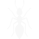 ant