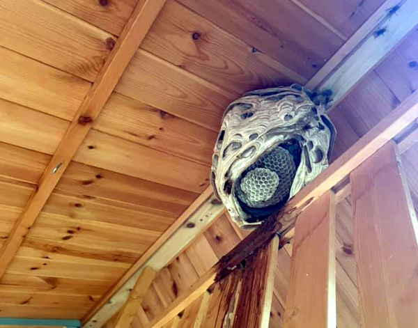 Wasps Nest Braintree in Shed