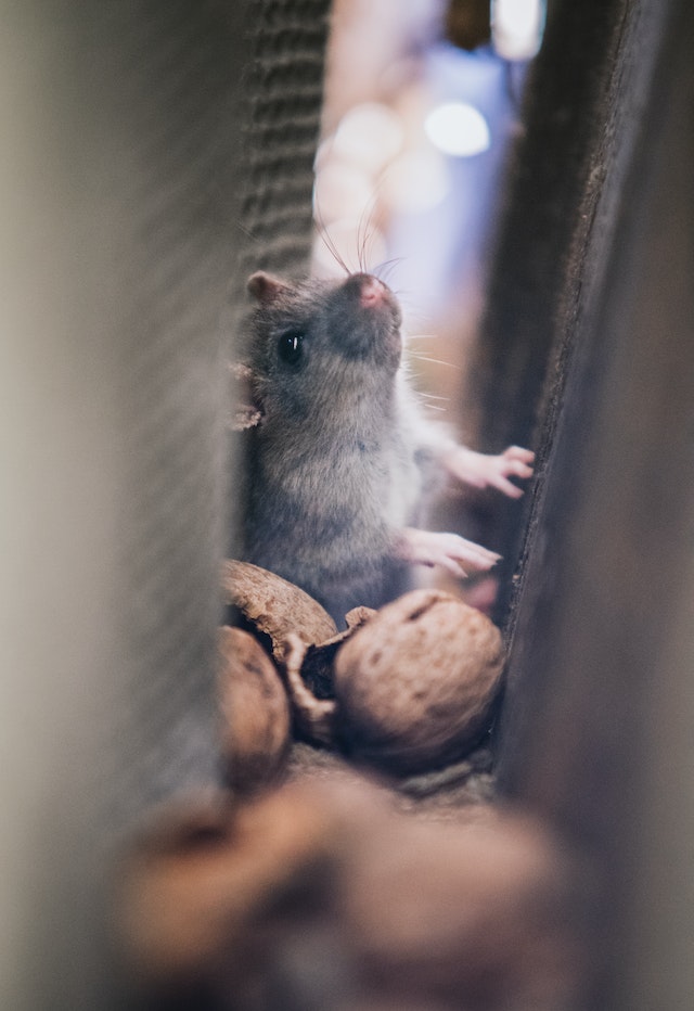 rat hiding with food in narrow space.