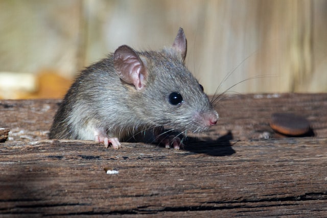 mice infestation saffron walden