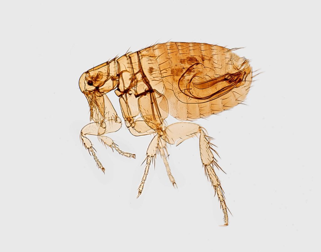 Flea under magnification