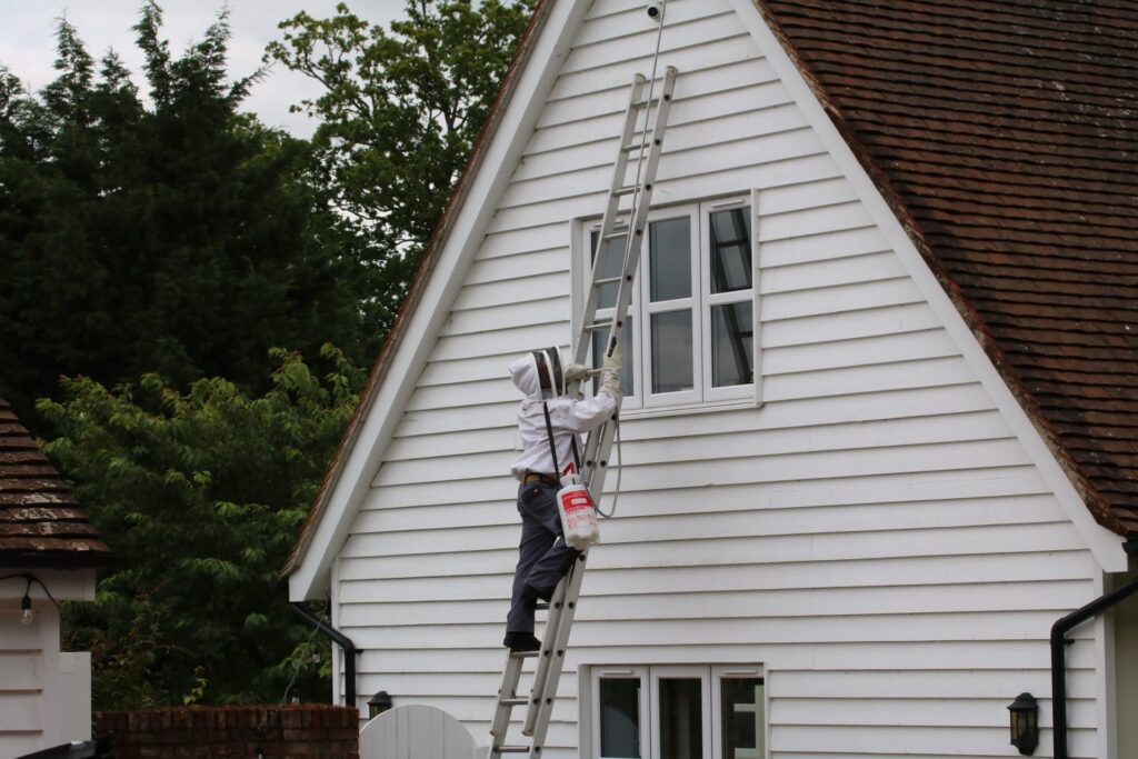 wasp nest treatment