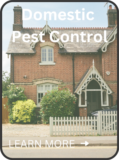 domestic / residential pest control in Essex & Suffolk