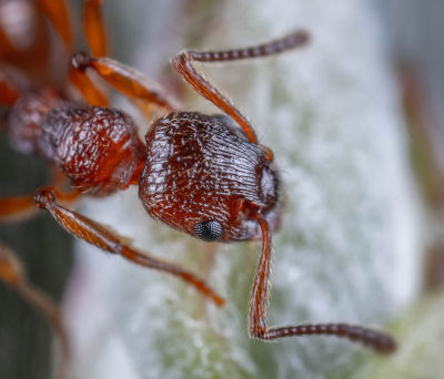 macro photograph of an ant.