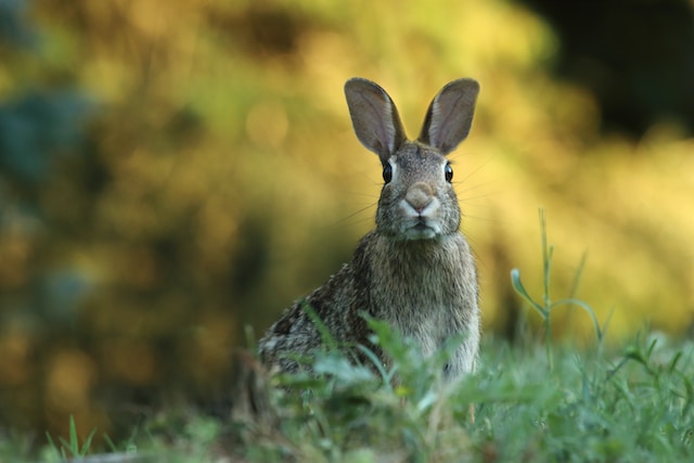 rabbit pest control