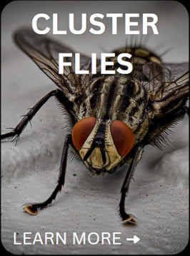 flies