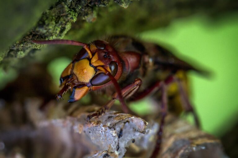 european hornet