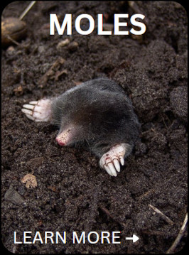 moles