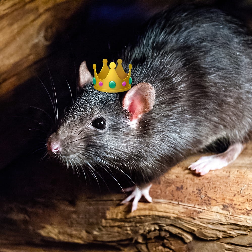 Rat King UK