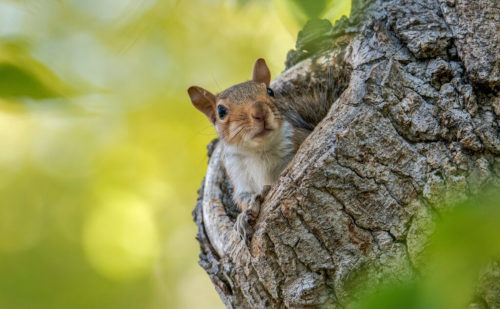 grey squirrel