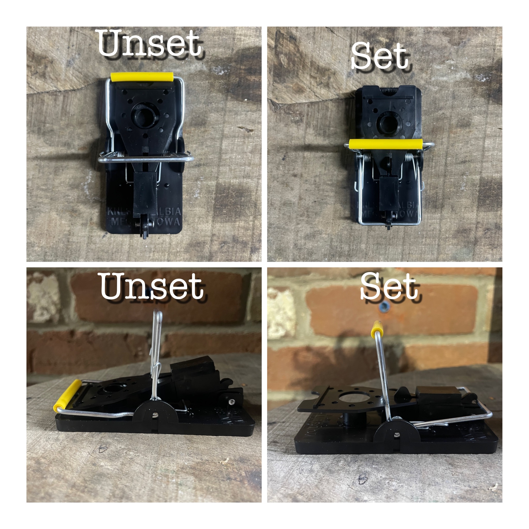 Do rats like cheese? The best rat trap baits