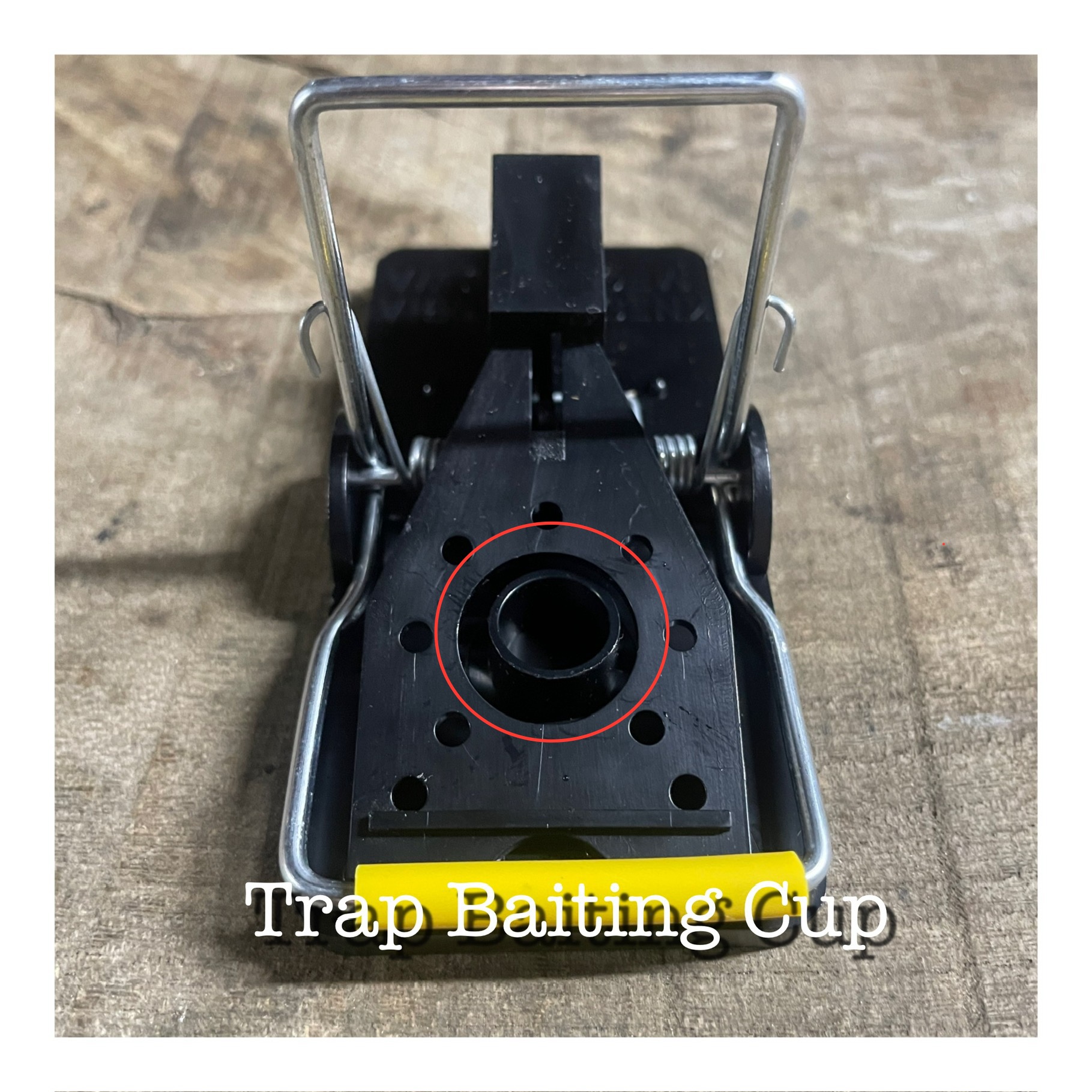 Do rats like cheese? The best rat trap baits