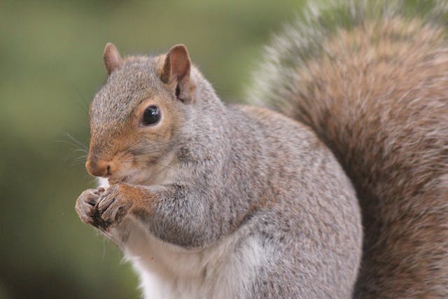 squirrel rodent control bishop's stortford