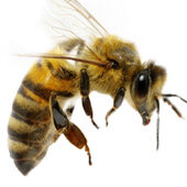 bees Bee Control Removal and Conservation