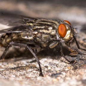 Cluster Fly on wall outside