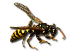 german-wasps Wasps Nest Control / Removal in Braintree & Sudbury for Residential Customers