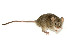 house-mouse Mice / Mouse