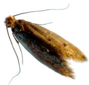 Carpet Moth carpet moths